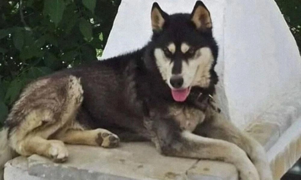 Αράχωβα-Όλιβερ: "Έπιασαν το λάθος άτομο" υποστηρίζει η γυναίκα που συνελήφθη για συκοφαντική δυσφήμιση του ιδιοκτήτη της ταβέρνας